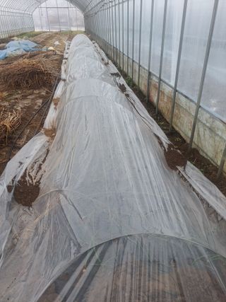 이재국님의 양파 · 영농일지 작성글 사진