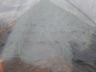 이재국님의 양파 · 영농일지 작성글 사진