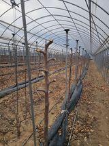 팜모닝 기타작물·영농일지 게시글 이미지