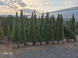 영천경마장조경수농원님의 기타작물 · 영농일지 작성글 사진
