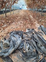 팜모닝 기타작물·영농일지 게시글 이미지