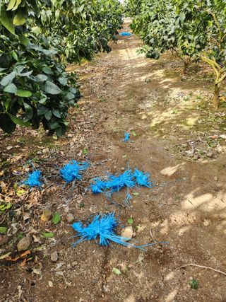 황진하님의 기타작물 · 영농일지 작성글 사진