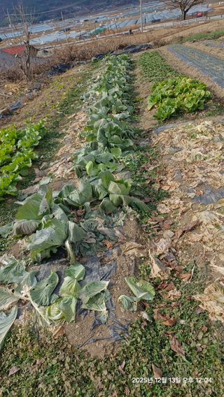 이현목님의 벼 · 영농일지 작성글 사진