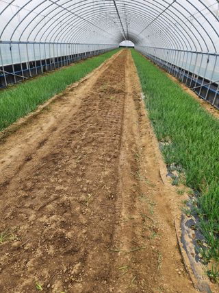 김저팔계님의 파 · 영농일지 작성글 사진