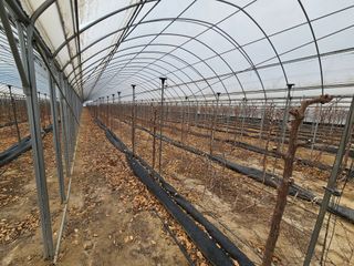 한혜경님의 기타작물 · 영농일지 작성글 사진