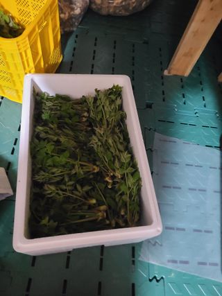 무주설천면 반딧팝님의 두릅 · 영농일지 작성글 사진