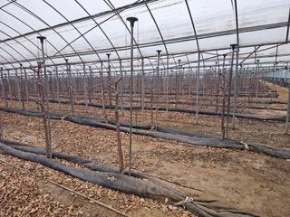 한혜경님의 기타작물 · 영농일지 작성글 사진