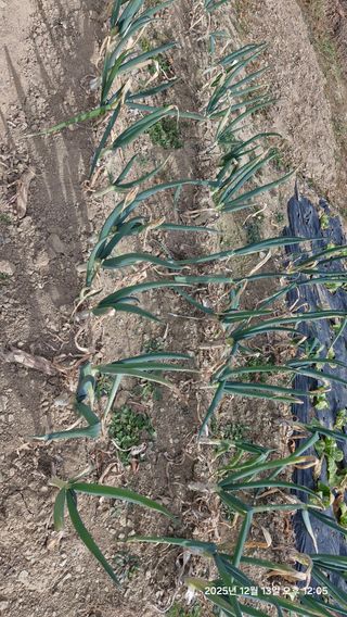 이현목님의 벼 · 영농일지 작성글 사진