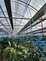 팜모닝 기타작물·영농일지 게시글 이미지