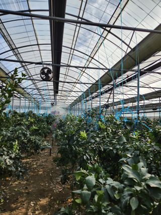 황진하님의 기타작물 · 영농일지 작성글 사진