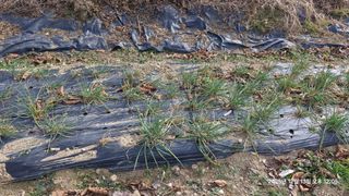 이현목님의 벼 · 영농일지 작성글 사진