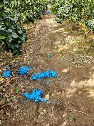 황진하님의 기타작물 · 영농일지 작성글 사진