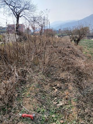 (힐링따오기쉼터)님의 두릅 · 영농일지 작성글 사진