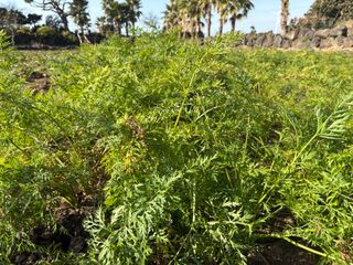 한경훈님의 기타작물 · 영농일지 작성글 사진