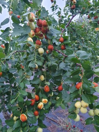 최동수님의 기타작물 · 영농일지 작성글 사진