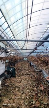 팜모닝 포도·영농일지 게시글 이미지