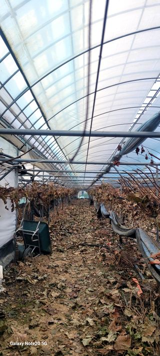 서대산향수님의 포도 · 영농일지 작성글 사진