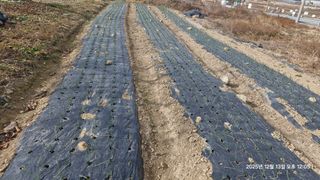 이현목님의 벼 · 영농일지 작성글 사진