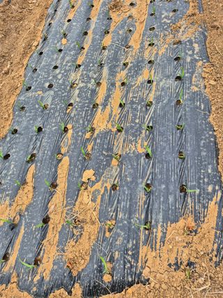 조위래님의 마늘 · 영농일지 작성글 사진