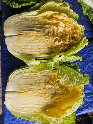 연모 자연의행복님의 기타작물 · 영농일지 작성글 사진