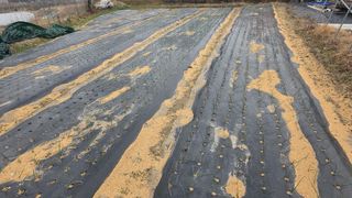 가야산아래촌농님의 기타작물 · 영농일지 작성글 사진