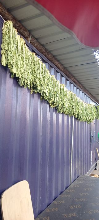 김대현(청솔)님의 기타작물 · 영농일지 작성글 사진