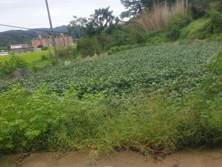 박석중님의 콩 · 영농일지 작성글 사진