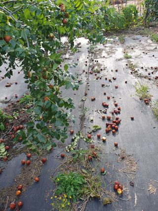 최동수님의 기타작물 · 영농일지 작성글 사진