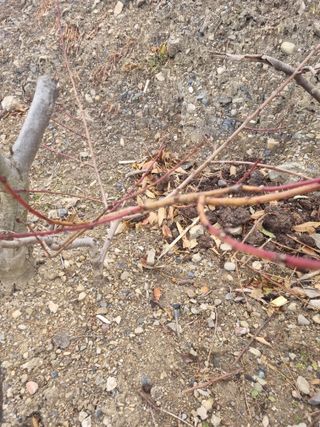 김용대님의 감 · 영농일지 작성글 사진