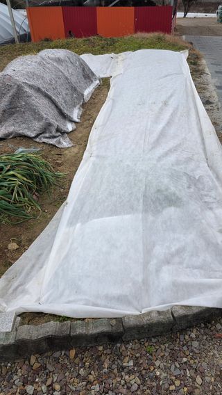 가야산아래촌농님의 기타작물 · 영농일지 작성글 사진