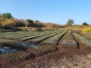 개인교수님의 양파 · 영농일지 작성글 사진