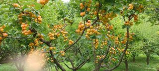 자두17509님의 기타작물 · 영농일지 작성글 사진