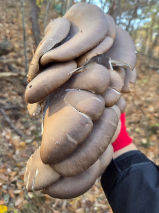 김영옥님의 기타작물 · 영농일지 작성글 사진