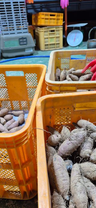 강성분님의 고구마 · 영농일지 작성글 사진