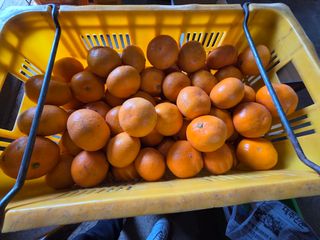 산방자연농원님의 귤 · 영농일지 작성글 사진