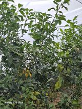 팜모닝 귤·영농일지 게시글 이미지