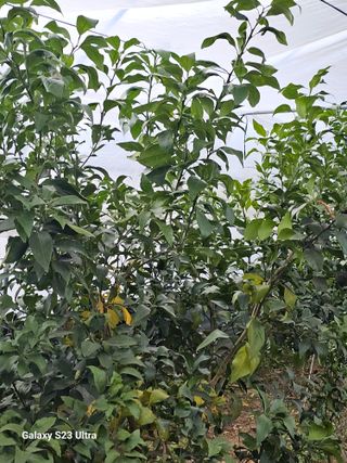 꿀벌과개미님의 귤 · 영농일지 작성글 사진