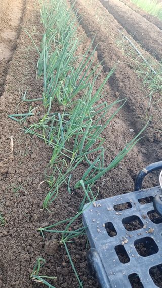 태승오정리님의 파 · 영농일지 작성글 사진