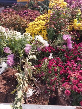 김성환님의 기타작물 · 영농일지 작성글 사진