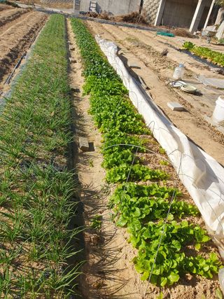 이오식님의 기타작물 · 영농일지 작성글 사진