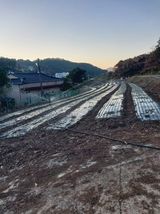 팜모닝 양파·영농일지 게시글 이미지