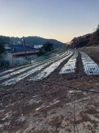 김성환님의 양파 · 영농일지 작성글 사진