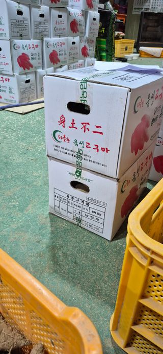 강성분님의 고구마 · 영농일지 작성글 사진