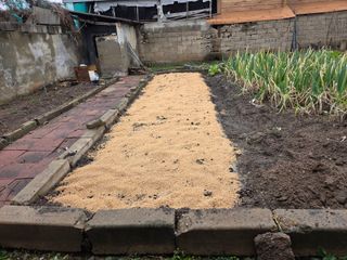 思農(sanong)님의 마늘 · 영농일지 작성글 사진