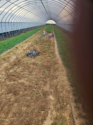 김저팔계님의 파 · 영농일지 작성글 사진