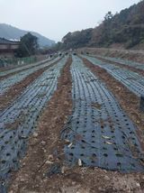 팜모닝 양파·영농일지 게시글 이미지