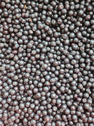 박운규.털보님의 기타작물 · 영농일지 작성글 사진