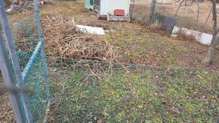 가야산아래촌농님의 기타작물 · 영농일지 작성글 사진