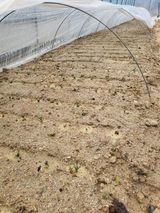 팜모닝 기타작물·영농일지 게시글 이미지