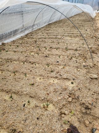 최상희님의 기타작물 · 영농일지 작성글 사진